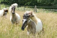 Sjarmi und Dahinter Pegasus und N&oacute;ri