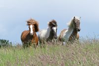 Vildur, Sjarmi und Pegasus